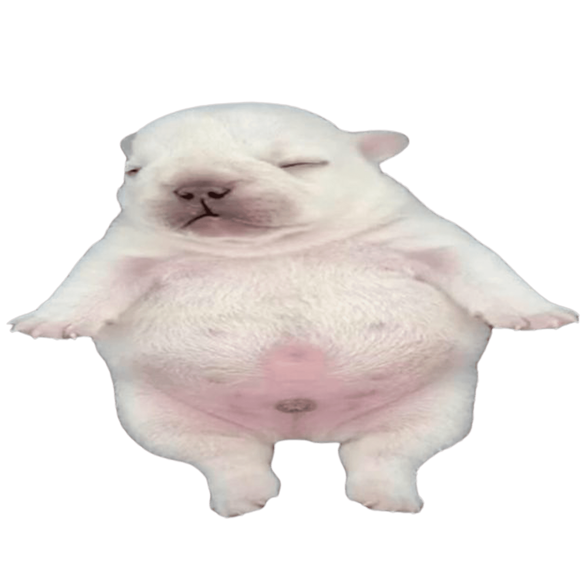 Pibble